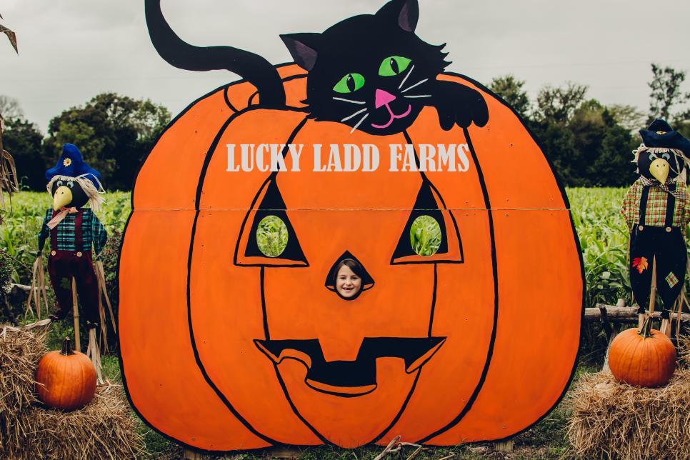 Top 15 U.S. Pumpkin Patches Travel Channel